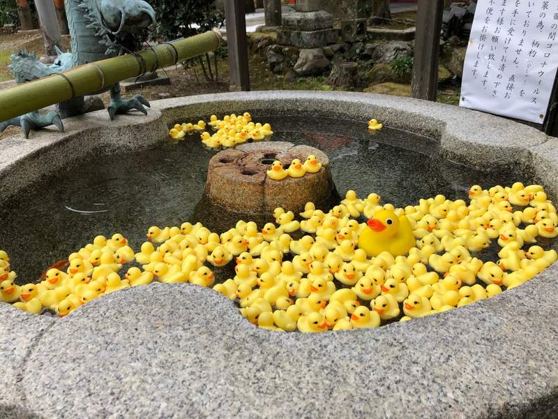 京都粟田神社《小鴨手水》黃色小鴨佔據的手水舍，要來跟大流行的花手水比拚❤