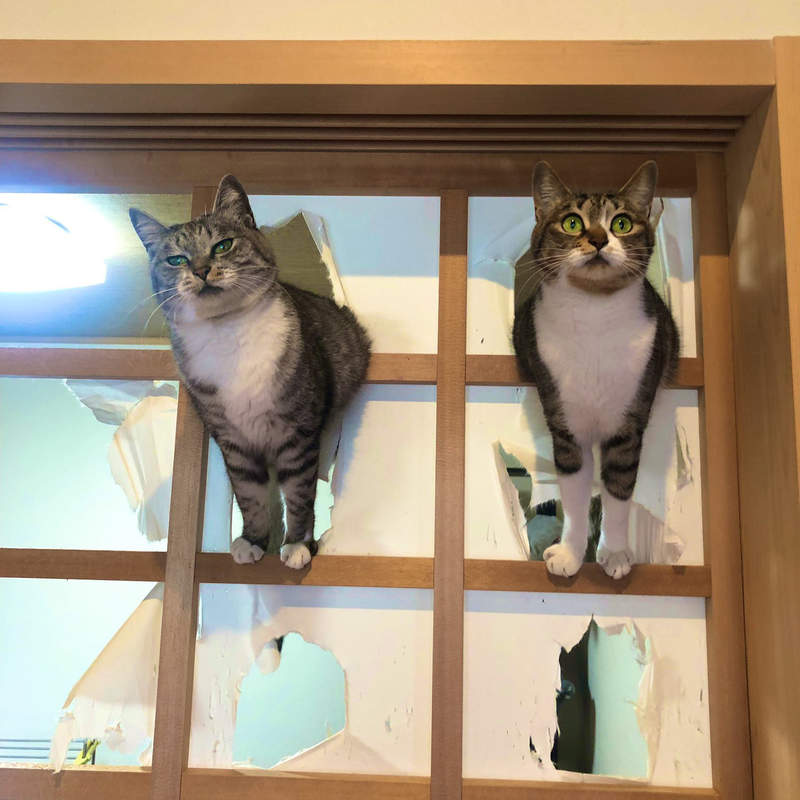 【有片】《為什麼貓會弄破紙門》面對這單純的疑問，貓奴用他家的紙門實驗給你看...