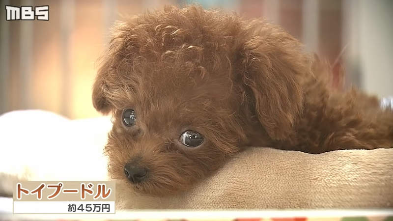 《日本寵物虐待棄養潮》肺炎疫情在家無聊就養貓狗玩 如今懶得照顧棄養等著安樂死 《日本寵物虐待棄養潮》肺炎疫情在家無聊就養貓狗玩 如今懶得照顧棄養等著安樂死