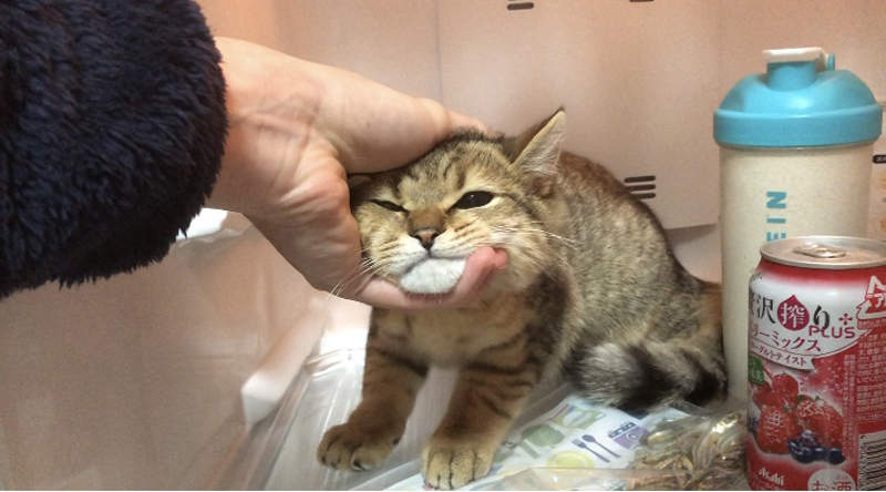 【有片】《貓的冰箱佔領事件》說什麼都堅持不從冰箱離開的小貓，飼主只好向推民求救ww