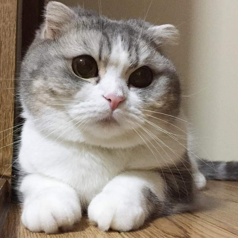 《收集寵物雙下巴》人類世界裡的肥胖象徵,在寵物世界裡是可愛的一種❤ 《收集寵物雙下巴》人類世界裡的肥胖象徵,在寵物世界裡是可愛的一種❤