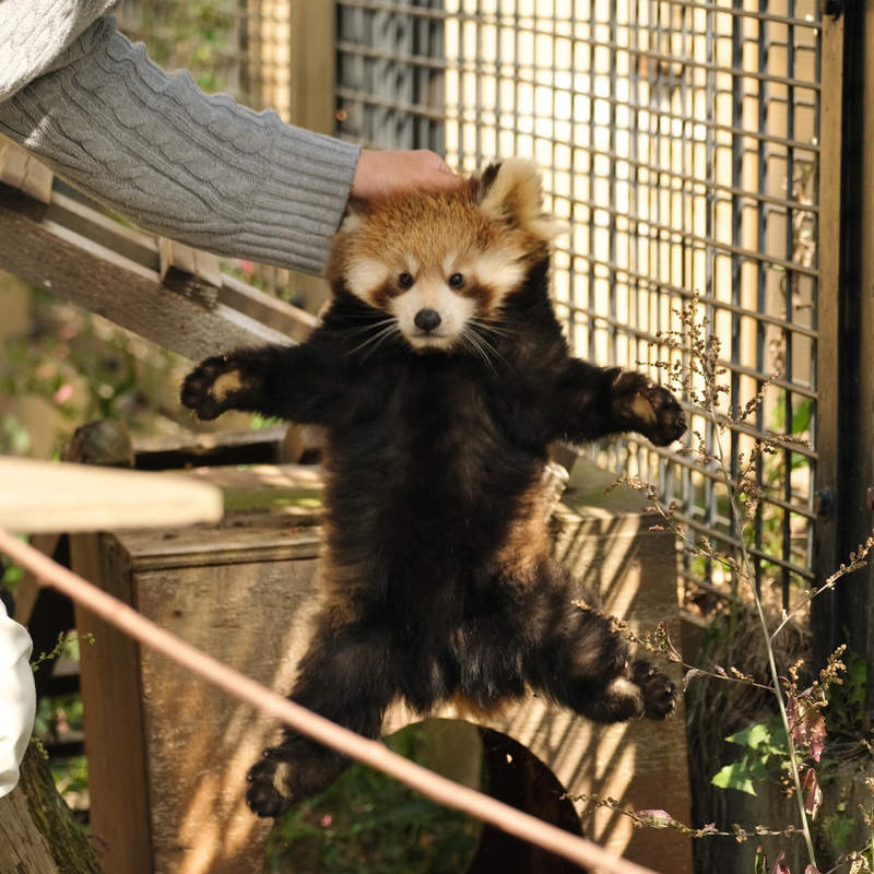 《幼小貓熊的正確提法》飼育員再現小貓熊父母移動孩子時的方式引發瘋傳❤ 《幼小貓熊的正確提法》飼育員再現小貓熊父母移動孩子時的方式引發瘋傳❤