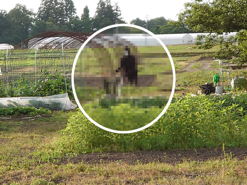 【有片】老爸自製《恐怖稻草人》比起驅鳥,把人類嚇跑的效果應該更強大ww 【有片】老爸自製《恐怖稻草人》比起驅鳥,把人類嚇跑的效果應該更強大ww