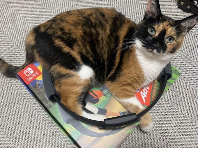 《喜歡縮在健身環裡的貓》放著不用沒關係，可以當毛孩的第二個家