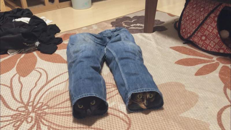 《褲管裡驚見喵星人》洗好的牛仔褲遭兩貓佔據，剛好的尺寸感成了貓的玩具ww