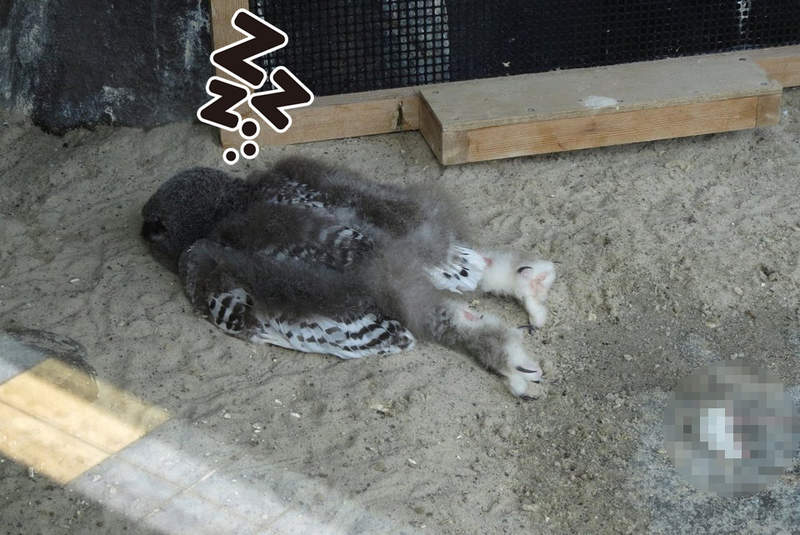 《貓頭鷹寶寶的衝擊睡姿》看起來像昏倒的趴睡姿勢,竟然是因為頭太重造成!? 《貓頭鷹寶寶的衝擊睡姿》看起來像昏倒的趴睡姿勢,竟然是因為頭太重造成!?