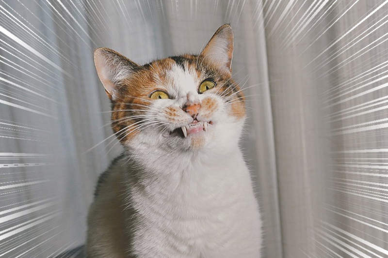 微笑好難《貓的笑臉練習》為什麼貓牠看著我笑卻笑得我心裡發寒呢？......