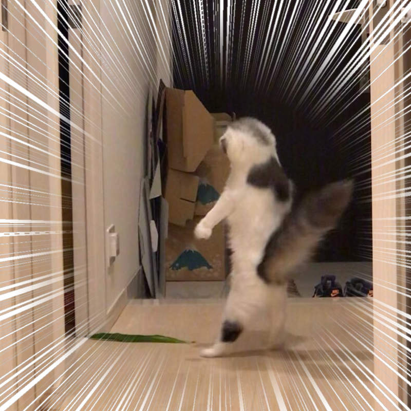 《貓的驚嚇瞬間》被嚇到炸毛的貓咪,超意外原因笑翻10萬網友按讚ww 《貓的驚嚇瞬間》被嚇到炸毛的貓咪,超意外原因笑翻10萬網友按讚ww