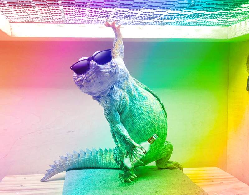 高手PS系列《嚇死了我的蜥》這是王者的勝利姿勢還是氣圓斬的準備動作呢？