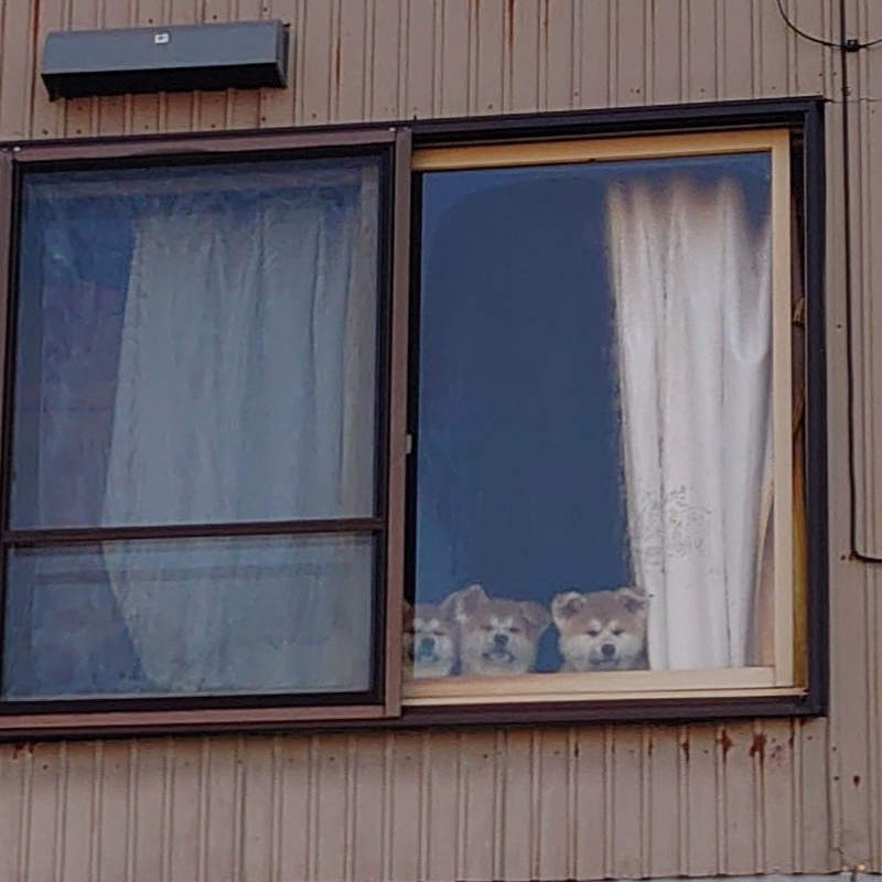 《哀怨望著媽媽出門散步的幼犬》超萌秋田犬一家引發推特瘋傳 《哀怨望著媽媽出門散步的幼犬》超萌秋田犬一家引發推特瘋傳