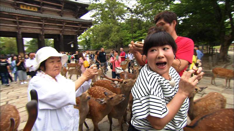 奈良《鹿仙貝的安全餵法》掌握訣竅就能讓你擺脫被鹿群攻擊的命運...