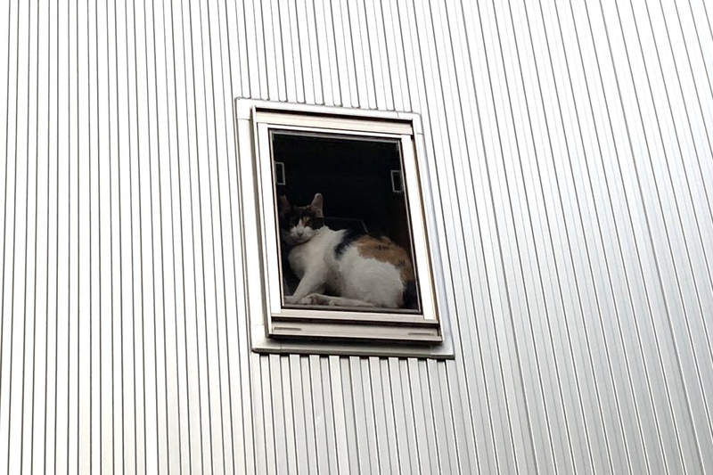 《貓的奇蹟瞬間》把自己塞在窗邊的貓咪，屋外看起來完全就像一幅畫ww