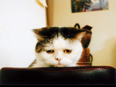 忍笑大挑戰《12個充滿笑意的GIF動圖》第一個我就失守了XDDDD 忍笑大挑戰《12個充滿笑意的GIF動圖》第一個我就失守了XDDDD