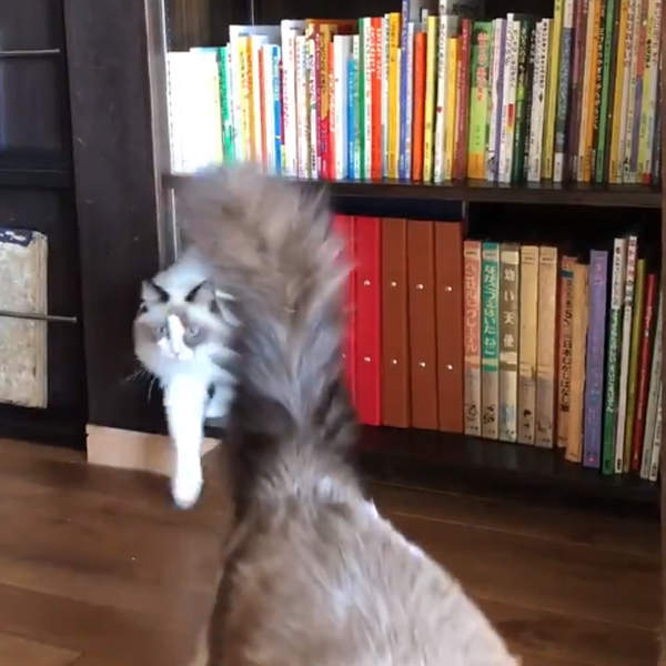 【有片】《不斷有貓走出的書櫃》不可思議的書櫃空間,難道牆壁的另一邊是貓咪國嗎? 【有片】《不斷有貓走出的書櫃》不可思議的書櫃空間,難道牆壁的另一邊是貓咪國嗎?