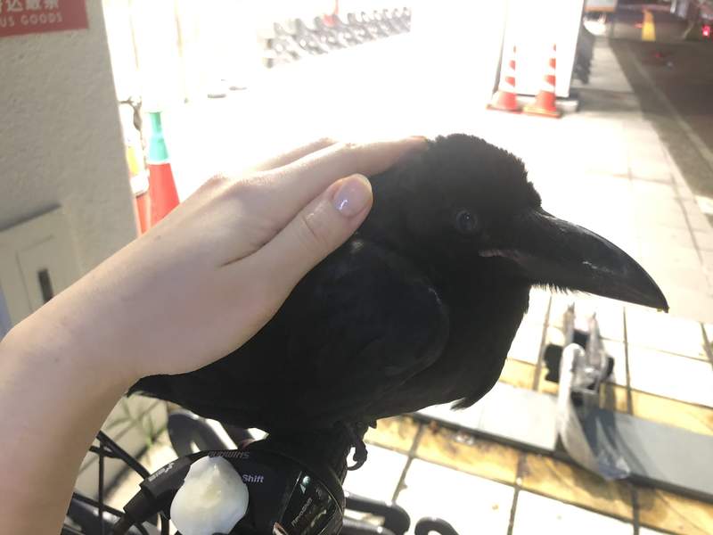 《烏鴉跟著到你家》路上遇見超親人烏鴉跟著一起回家,推主上網求救該如何處置... 《烏鴉跟著到你家》路上遇見超親人烏鴉跟著一起回家,推主上網求救該如何處置...