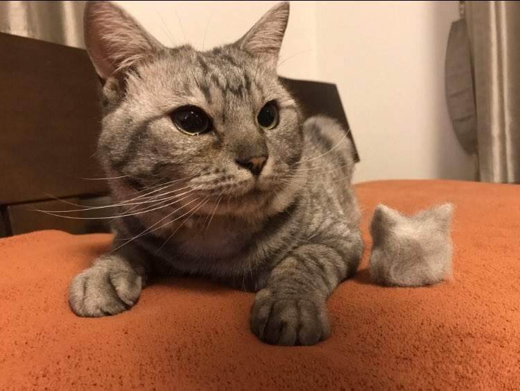 有愛貓奴收集《貓毛球》感覺囤個10年是不是就可以做件衣服惹？