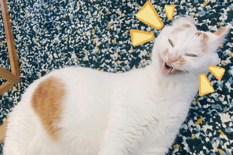 《貓的哈欠表情》無論原本多可愛的貓咪，在打哈欠那一瞬間都可能崩壞變形ww