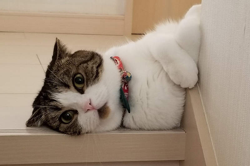 《總是嘴巴半開的貓咪》原來是絕妙的花紋位置讓嘴巴看起來像合不起來...