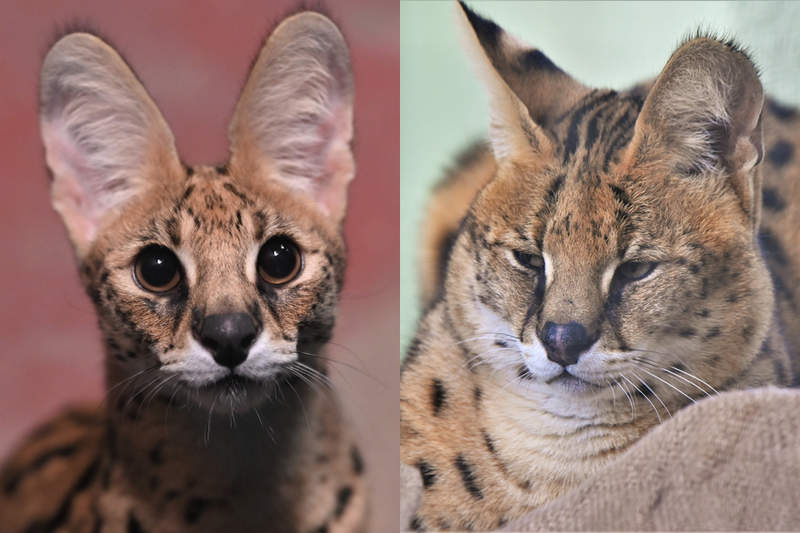 《藪貓衝擊的個體差》給人可愛印象的藪貓，美少女跟大叔在外型上有如不同物種！？