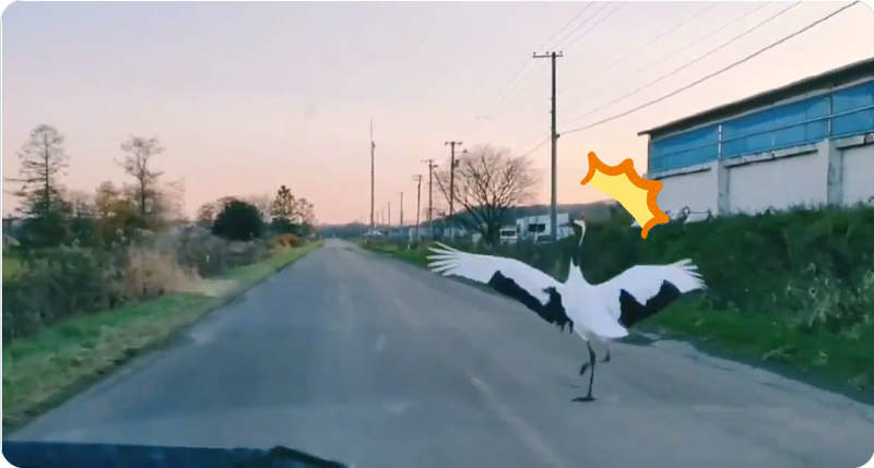 北海道珍奇體驗《被鶴超車》後方突然閃出的身影,好大一隻丹頂鶴就這麼橫斷車道ww 北海道珍奇體驗《被鶴超車》後方突然閃出的身影,好大一隻丹頂鶴就這麼橫斷車道ww