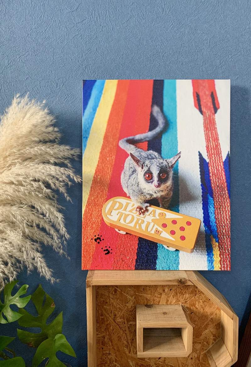 【有片】《展現超級英雄般跳躍的嬰猴》就是跟主人有信賴感才辦得到的動作 【有片】《展現超級英雄般跳躍的嬰猴》就是跟主人有信賴感才辦得到的動作