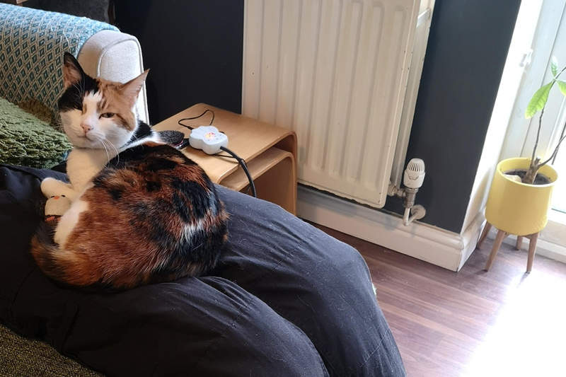 超天才《礙事貓對策》在家工作不斷被貓咪黏TT，給貓兩條假大腿終於獲得解脫ww