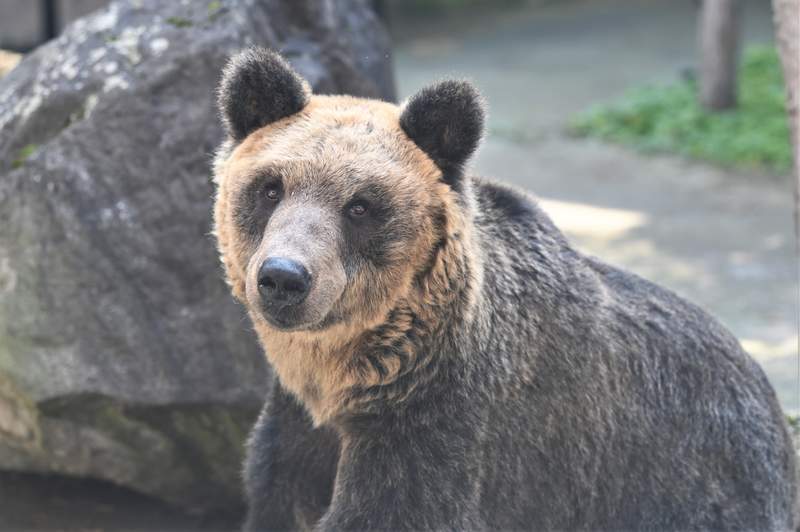 《母親被人類殺死的棕熊》旭山動物園的人氣棕熊介紹文引發推特話題 《母親被人類殺死的棕熊》旭山動物園的人氣棕熊介紹文引發推特話題