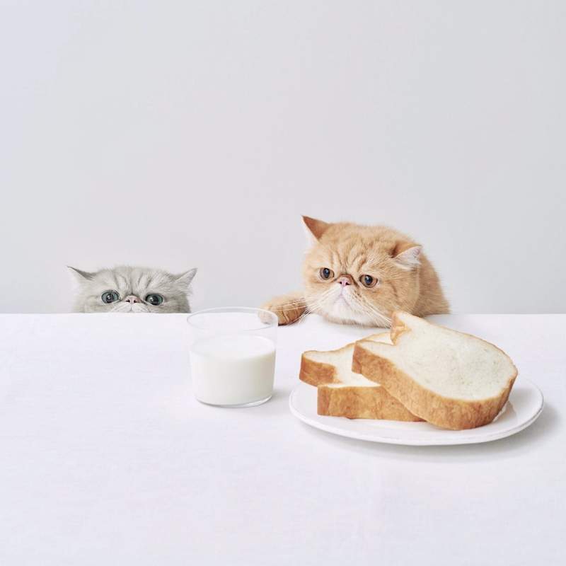 貓奴樂園《貓的洋菓子店》滿滿貓咪造型麵包甜點,讓你一進去就無法空手出來(ↀДↀ)✧ 貓奴樂園《貓的洋菓子店》滿滿貓咪造型麵包甜點,讓你一進去就無法空手出來(ↀДↀ)✧