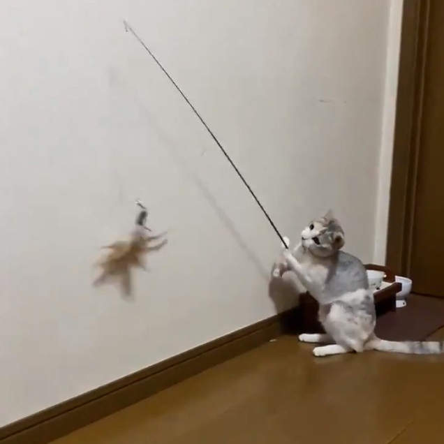 自己的棒棒自己玩《拿逗貓棒逗自己的貓咪》裡面的工讀生快給我出來ww