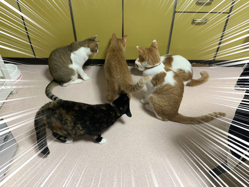 G的預感《貓群盯著廚櫃看的理由》飼主膽戰心驚打開櫃子卻見意外結果... G的預感《貓群盯著廚櫃看的理由》飼主膽戰心驚打開櫃子卻見意外結果...