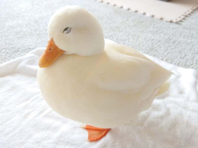 肥滿的可愛《鴨子收納包》如果怕髒用包鮮膜包起來,是不是有種烤鴨的FU(誤) 肥滿的可愛《鴨子收納包》如果怕髒用包鮮膜包起來,是不是有種烤鴨的FU(誤)