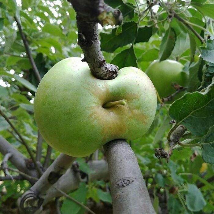 看到的當下覺得很有事《超鬧食物照》匯集不安與有趣於一身的各種畫面