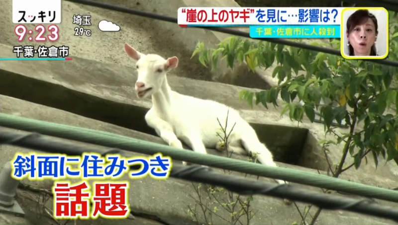 《崖上的山羊之亂》民眾蜂擁而至湊熱鬧 周邊商品接連推出賣翻了