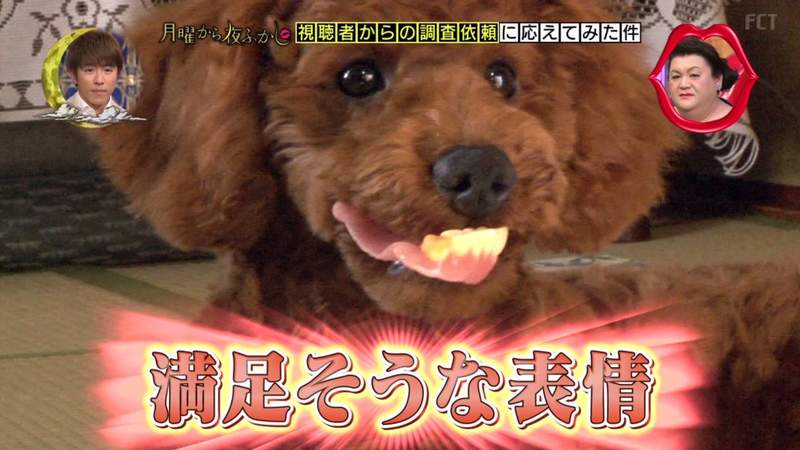《汪星人最愛咬假牙》找不到發現被愛犬叼走,狗狗的模樣超爆笑 《汪星人最愛咬假牙》找不到發現被愛犬叼走,狗狗的模樣超爆笑