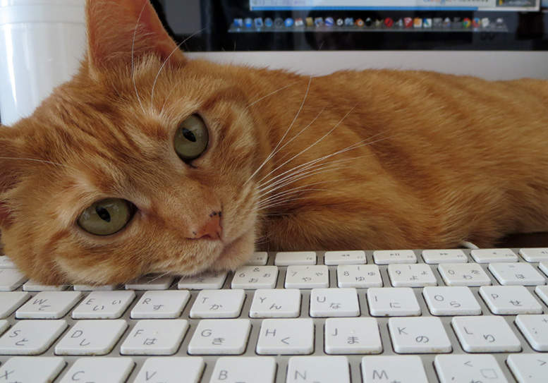 推特話題《有電腦的好處》「可以被貓療癒」「貓能睡的地方變多」超謎意見續出...