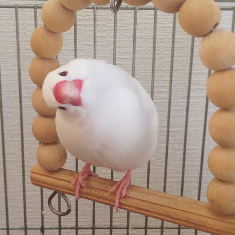 種類 文鳥