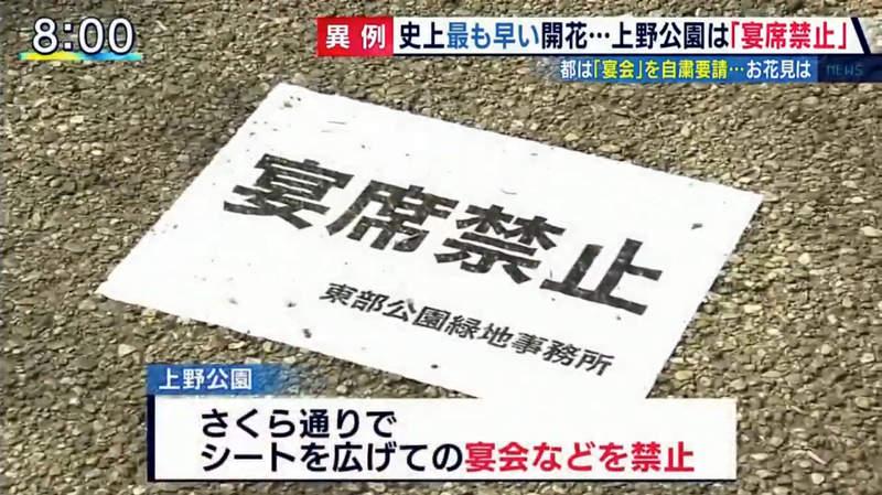 《肺炎疫情下的櫻花季》今年開趴賞花都要偷偷摸摸 坐著喝杯啤酒也會在意旁人眼光 《肺炎疫情下的櫻花季》今年開趴賞花都要偷偷摸摸 坐著喝杯啤酒也會在意旁人眼光