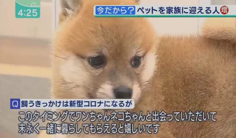 《養寵物排解在家的鬱悶》貓貓狗狗是療癒心靈的道具？網友質疑肺炎疫情過後又該怎麼辦