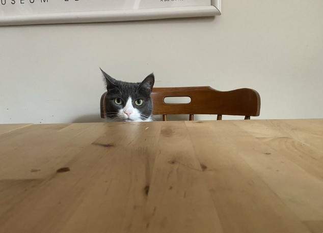 在家工作遭遇《礙事寵物搗亂》國外網友們苦笑著無法好好上班