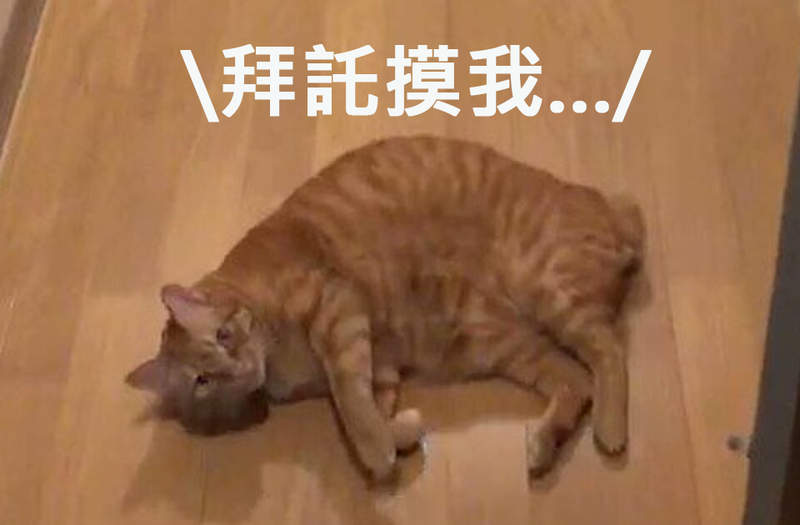 【有片】《全力討摸的喵星人》即使被無視仍使出飛天翻肚絕招堅持討摸ww 【有片】《全力討摸的喵星人》即使被無視仍使出飛天翻肚絕招堅持討摸ww