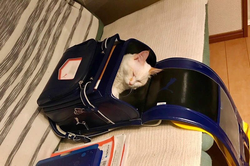 《阻礙奴才們上學的貓》塞進書包也妨礙不了孩子出門上學,貓再擬新招來阻撓ww 《阻礙奴才們上學的貓》塞進書包也妨礙不了孩子出門上學,貓再擬新招來阻撓ww