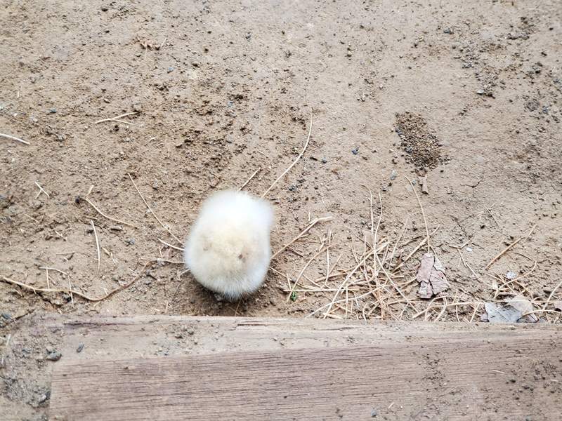 院子驚見《毛茸茸的不明生物》白毛包覆的可愛模樣，沒想到真相讓人超傻眼...