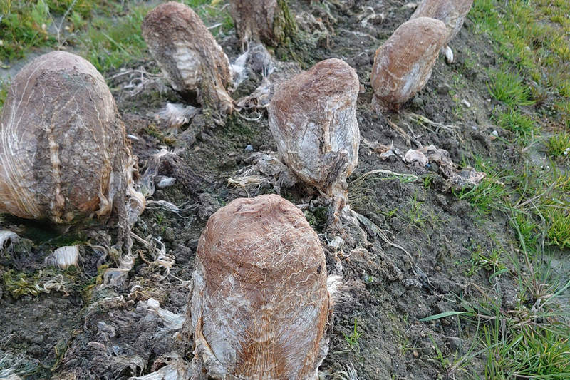 推特瘋傳《田裡驚見異形蛋》彷彿走近就會有異形突然破蛋衝出超高相似度...