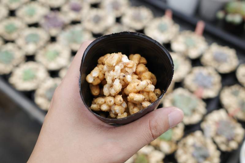 誤食注意《可以吃的園藝用土》外型激似鹿沼土的零食，人生第一次這麼想吃土ww