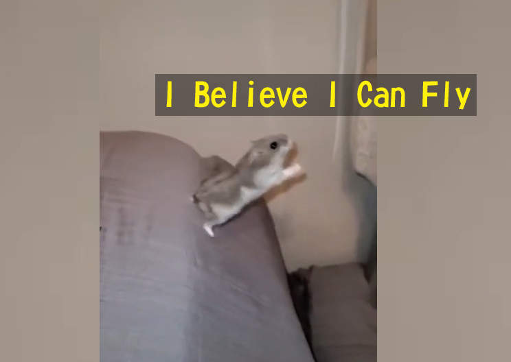 【有片】《覺得自己是飛鼠的一隻倉鼠》從起跳到落下大概只飛了五公分 【有片】《覺得自己是飛鼠的一隻倉鼠》從起跳到落下大概只飛了五公分