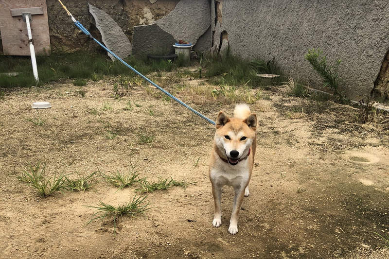 無P圖《合成照片感超重的狗狗》有如AR動物的虛擬感，難道我家狗是我的妄想？ww