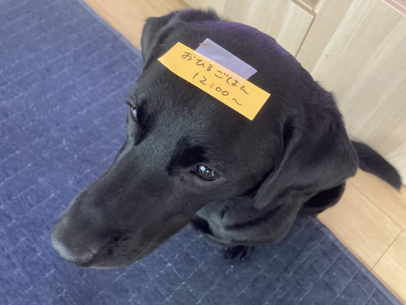 疫情在家工作必見《傳令犬》不打擾遠端辦公還能幫忙傳話的天才拉拉❤ 疫情在家工作必見《傳令犬》不打擾遠端辦公還能幫忙傳話的天才拉拉❤