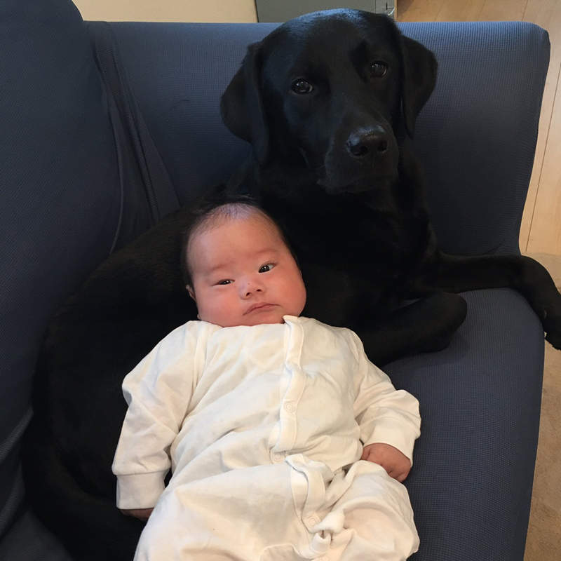 《寶寶的保母犬》一臉我才是他老母的表情,差點懷疑孩子到底是誰生的ww 《寶寶的保母犬》一臉我才是他老母的表情,差點懷疑孩子到底是誰生的ww