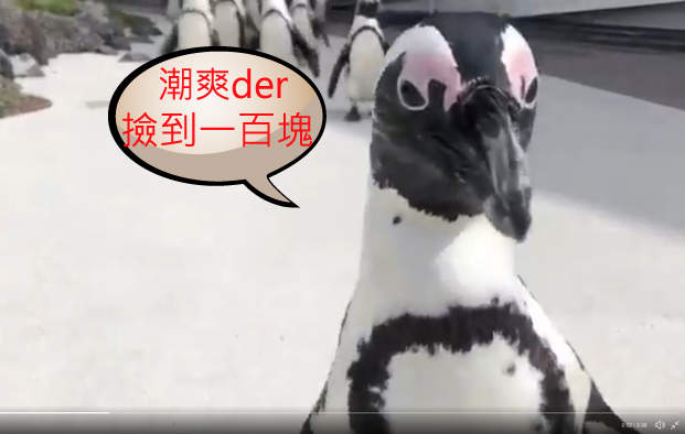 水族館內驚見《企鵝成群結隊逛大街》反正閉館就讓大家出來放放風 水族館內驚見《企鵝成群結隊逛大街》反正閉館就讓大家出來放放風