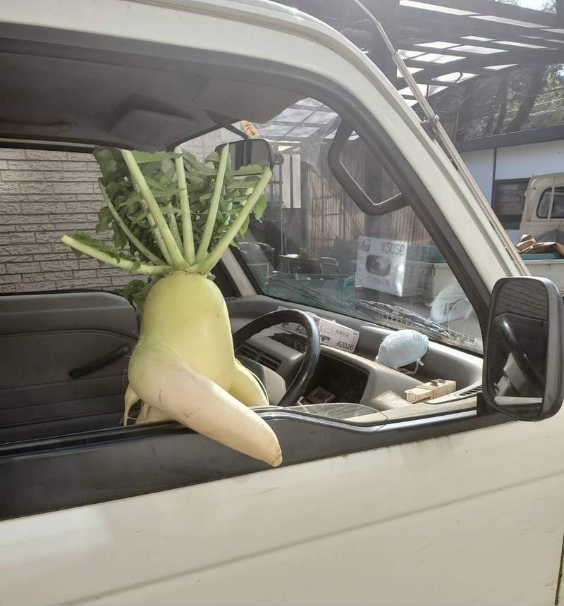 網友分享《有生命的走跳蔬菜》其實它們都是自然界的小精靈,只是被我們拍到了而已 網友分享《有生命的走跳蔬菜》其實它們都是自然界的小精靈,只是被我們拍到了而已